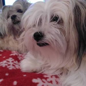 Meet your Posher, Laurie